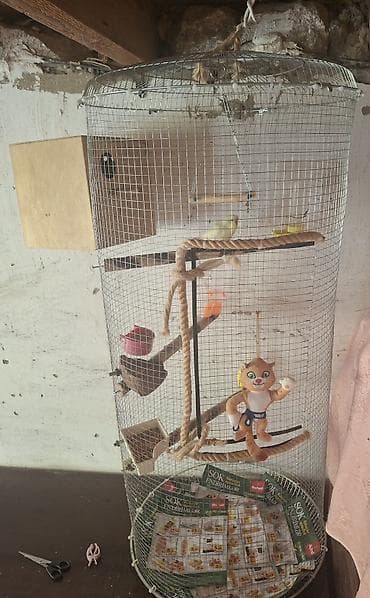 amadin satilir: 2 ədəd 7,8 aylıq quş erkek təmiz qan çex dişi çexdən dönmədir bala — 5