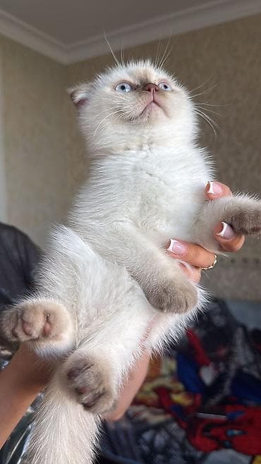 pişik sumqayıt: Şotland — 4