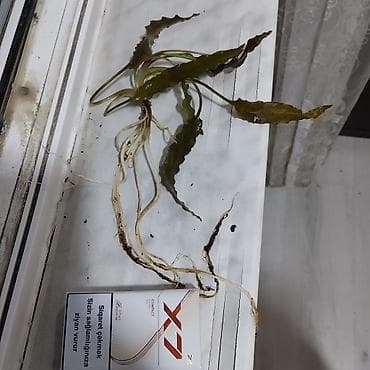Akvarium bitkileri satilir ve ya barter olunur