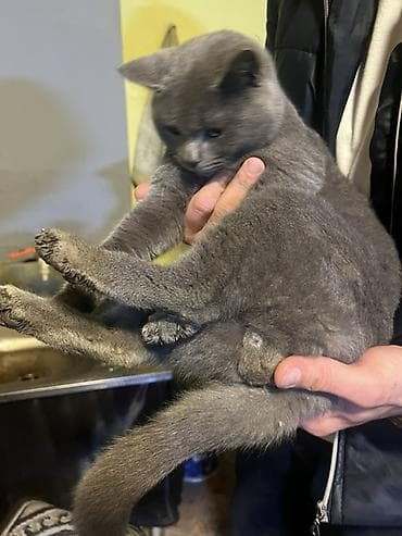 Pişiklər: Rus mavi, Yaxşı əllərə — 3