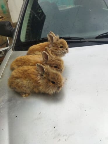 dovşan adları: Dovşan balaları satilir ünvan Bülbülədə yerləşir qırmızı balalar — 1