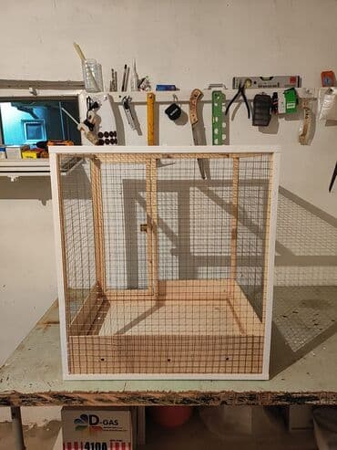 karlik dovşanlar: Papuqay,dovşan,hamster,şinşila,bildirçin,cücə,xamyak,pişik,quş,tısbağa — 5