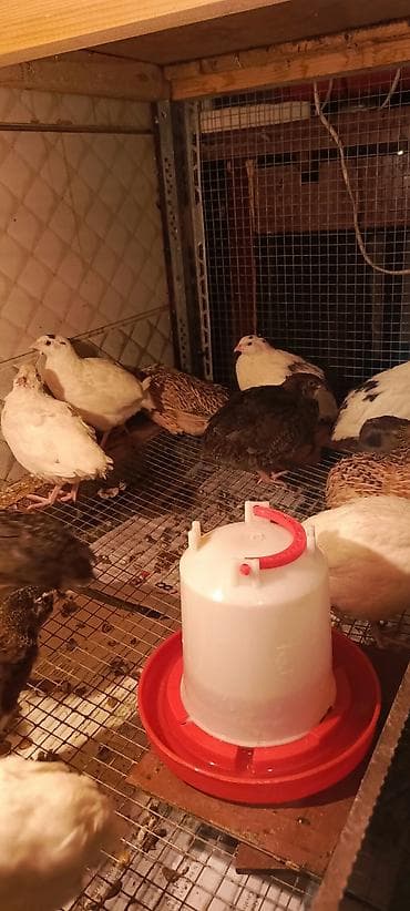 bildircin satşı: SALAM TAM SAĞLAM 42 GÜNLÜK BİLDİRÇİNLƏRDİ — 2