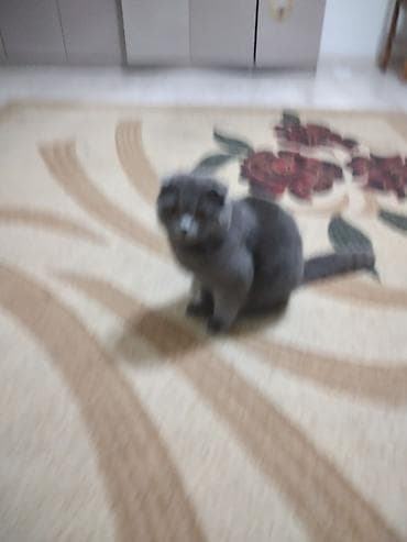 papuqay sesi: Şotland yastı qulaq — 5