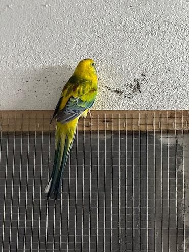 su qabi: Avstraliya mənşəli neophema (grass parakeet) cütü Ünvan 4 mkr dairəsi — 5