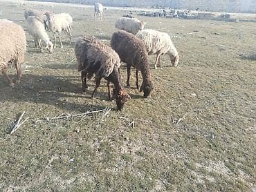 qiz dovsan adlari: Salam tam saglam bogaz ve balali heyvanlar satilir isdeyen elaqe — 1