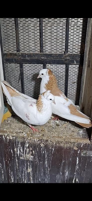 lalafo goyercin satisi: Cüt dekorativ göyərçin - Rəng: ağ fon üzərində açıq qızılı/krem — 1