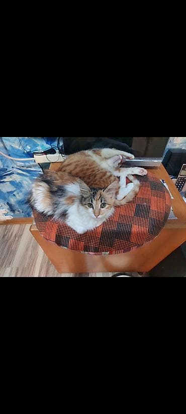 pişik pers: Dişi, Yaxşı əllərə — 4