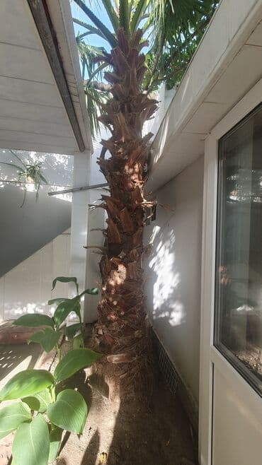 palma agaclari: Dekorativ palma ağacı – həyət və bağ sahələri üçün - Növ: Fan şəkilli — 1