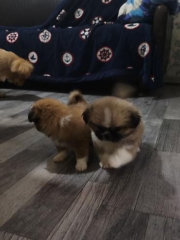 ağ afcarka: Pekines, 3 ay, Ünvandan götürmə — 5
