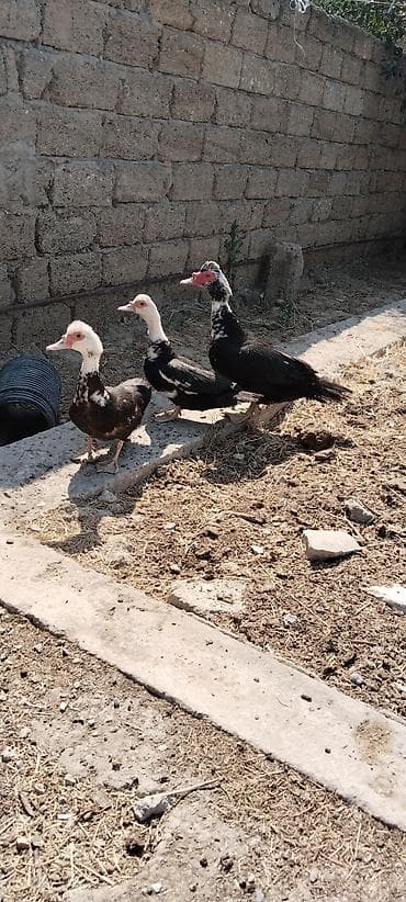 rus pisik adlari: Erkək, | Lal ördək, Damazlıq — 1