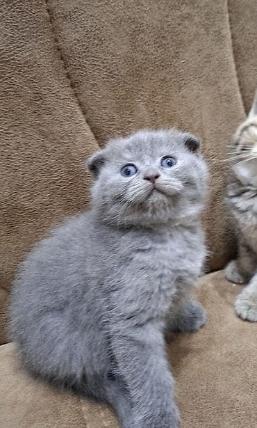 Pişiklər: Şotland yastı qulaq — 3