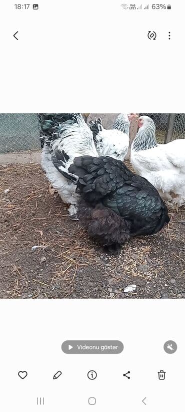 Gəmiricilər: Toyuq, Brama, Damazlıq — 9