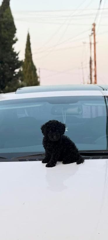 coban itleri: Pudel, 2 ay, Dişi, Peyvəndli, Ünvandan götürmə — 1