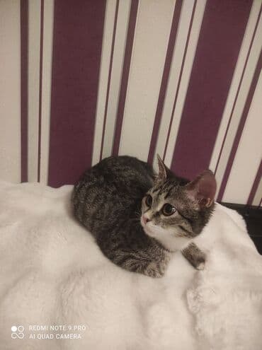 русская голубая кошка цена: Табби, В добрые руки — 9