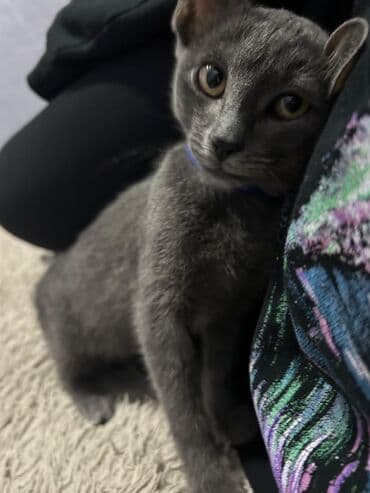 1 azn pişik: Rus mavi, Erkək, Yaxşı əllərə, Ünvandan götürmə — 4