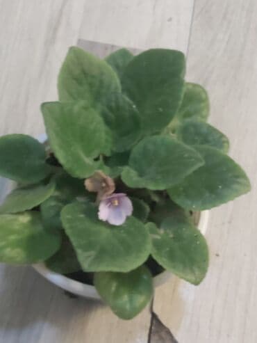 orkide gulu qiymeti: 40 ədəd bənövşə şəkildə olduğu kimi satılır — 3