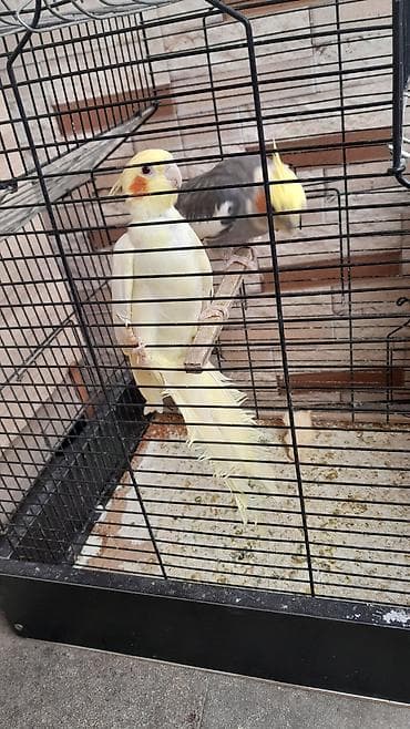 karella quş: Nimfa (cockatiel) cütlüyü və qəfəs - Növ: Nimfa (Nymphicus — 4