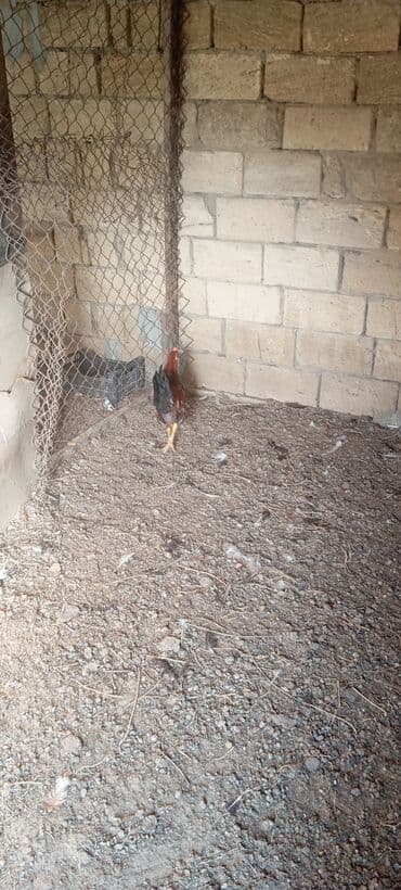 Dovşanlar: Xoruzlar satılır — 9