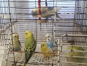 qaz yagi satisi: Quşlar 10azn fikri ciddi olanlar əlaqə saxlasın — 4