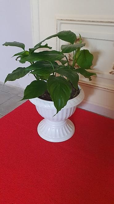 mal dili bitkisi: Otaq bitkiləri — 1
