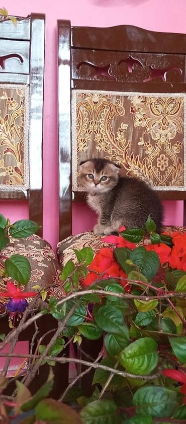 mingəcevir pişik: Şotland — 4