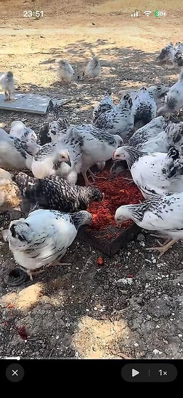 Toyuq, Yumurtalıq