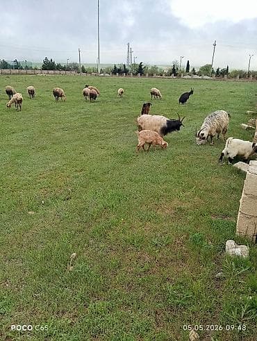 QOBUSTAN RAYONUNDADİ.3kecidi balamı 8qoyun ətdiydi real alan olsa