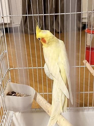 balaca it cinsi: Məhsul: Sarı rəngli nimfa (cockatiel) tutuquşu Təsvir: - Gözoxşayan — 3