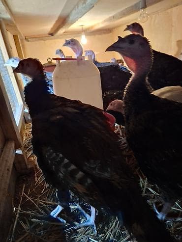 pitbull balasi satilir: Salam Təmiz qan Amerkan Bronz cinsli suretli böyüyən çox yumurtayan ev — 10