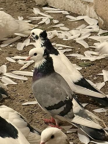 yuxuda qaz balası görmək: Göy maya şəkil kimidi maşAllah — 2
