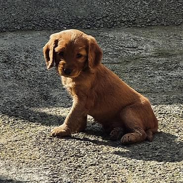 ən gozəl it adları: Koker spaniyel — 2