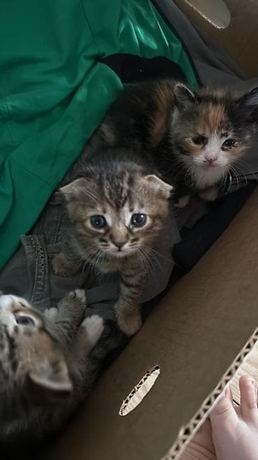 siyam pişik: Şotland yastı qulaq, Erkək, Dişi, Yaxşı əllərə — 4