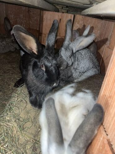 dovsanlar: Salam herr qiymete dovşanım var erkey dişi boğaz her boyda her sortda — 3