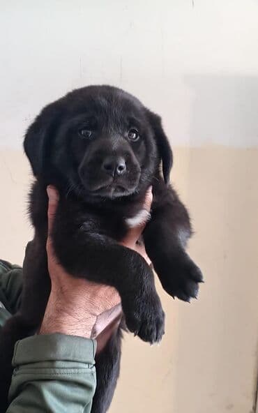 qurban bayrami sekiller: 1 ay, Erkek, Ünvandan götürmə — 3