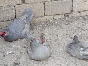 pinqivin ordek: LAVANDA lal ördekler. 8 aylıq erkeylerdi .damazdiq heyvanlardi.temiz — 6