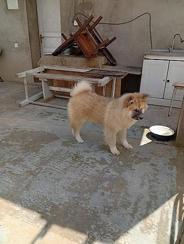 amerkan akita: Akita-inu, 5 ay, Dişi, Peyvəndli — 1