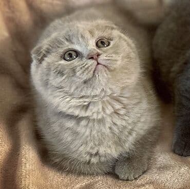 pişik latoku: Şotland yastı qulaq, Erkək, Dişi, Ödənişli çatdırılma, Ünvandan götürmə — 5