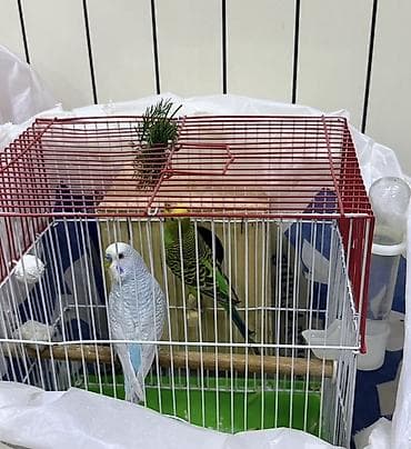 ev itlerinin satisi: 2cüt quş 50 azn qefesle — 1