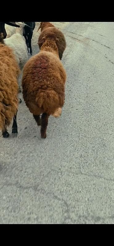 qoyun bezeyi: Erkey kök quzu 18 kilo olar unvan mehdiabad — 1