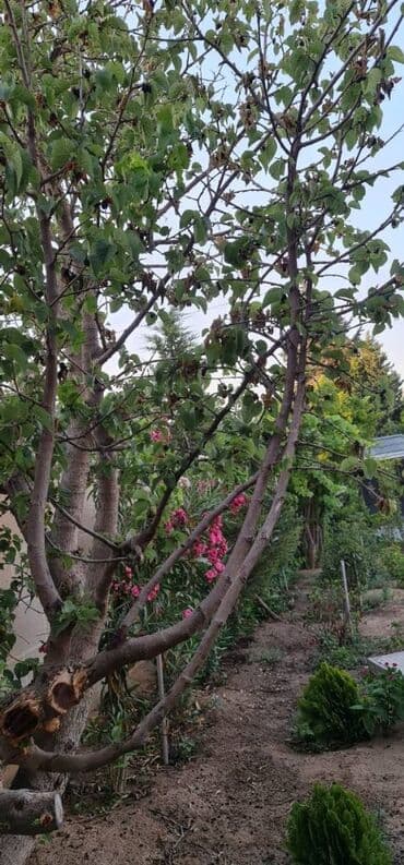 hazır ev çertyojları: 6 otaqlı, 350 kv. m, Yeni təmirli — 16