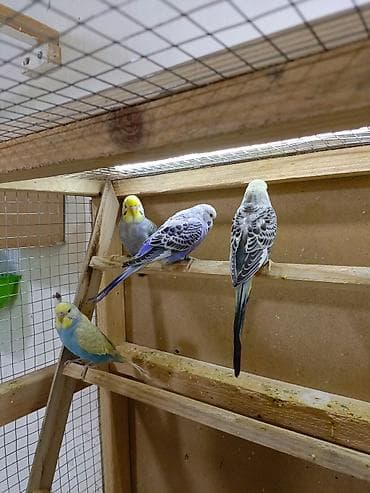 100 l akvarium: 8 quşdu 3 dişi 5 erkək 5i çexdən dönmə 2si rainbow Optavoy 15m Ünvan — 2