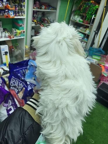 Akvarium aksessuar və ləvazimatları: Malta bolonka, 2 ay, Dişi, Pulsuz çatdırılma — 4