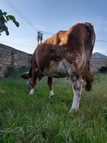 it satisi afcarka: 3qarına simental inek ayın 8 doğub bulama 15 litir sude dusmuyub 25 — 1