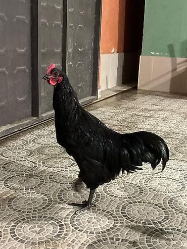 turac quşu qiyməti: Qara rəngli damazlıq xoruz Avstralop - Tam qara lələk örtüyü — 3
