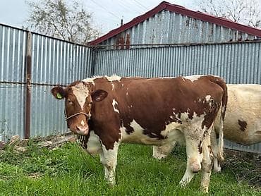 Digər kənd təsərrüfatı heyvanları: Heyvanlar 2ci və 3cü balaya 7aylıq boğazdır. Təmiz qan Smentaldır. Çox — 1