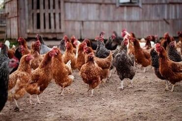 kent cüceleri: Toyuq cücələri, Damazlıq, Ödənişli çatdırılma — 10