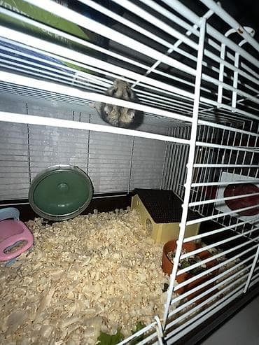 it dami satilir: Cüce hamster və tam dəst aksesuarlar Qefes ile biryerde satılır 2-3 — 5