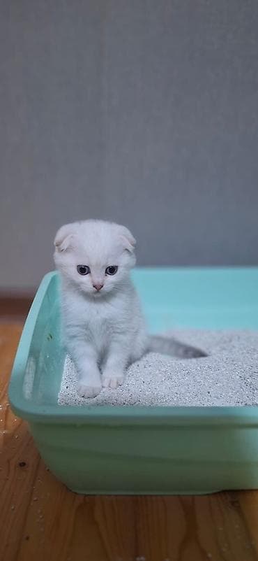 sfinks pişik: Şotland yastı qulaq — 9