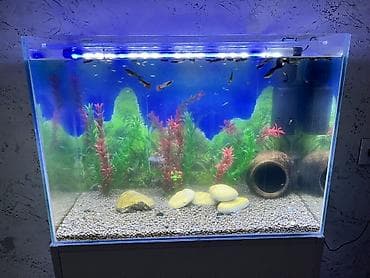 ruletka cat: Dördbucaq akvarium, Balıqlarla birlikdə, 90 l, Ünvandan götürmə, Ödənişli çatdırılma — 6